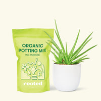 Small Aloe Vera in a white round pot and a bag of soil.