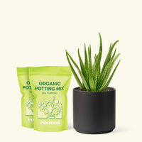 Medium Aloe Vera in a black cylinder pot and 2 bags of soil.