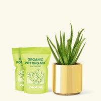 Medium Aloe Vera in a gold cylinder pot and 2 bags of soil.