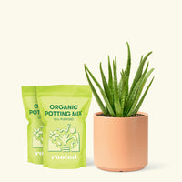 Medium Aloe Vera in a peach cylinder pot and 2 bags of soil.