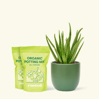 Medium Aloe Vera in a green rounded pot and 2 bags of soil.
