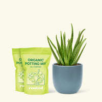 Medium Aloe Vera in a indigo rounded pot and 2 bags of soil.