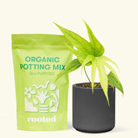 Small anthurium fingers in a black cylinder pot and a bag of soil.