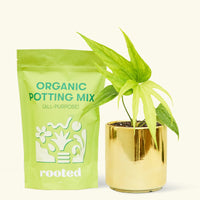 Small anthurium fingers in a gold cylinder pot and a bag of soil.