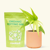 Small anthurium fingers in a peach cylinder pot and a bag of soil.