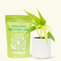 Small anthurium fingers in a white cylinder pot and a bag of soil.