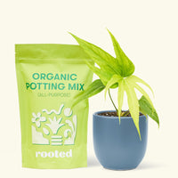 Small anthurium fingers in a indigo rounded pot and a bag of soil.