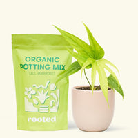 Small anthurium fingers in a pink rounded pot and a bag of soil.