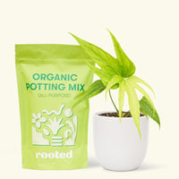 Small anthurium fingers in a white rounded pot and a bag of soil.