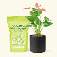 Small Anthurium 'Pink Flamingo' in a black cylinder pot and a bag of soil.