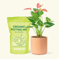 Small Anthurium 'Pink Flamingo' in a peach cylinder pot and a bag of soil.