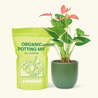 Small Anthurium 'Pink Flamingo' in a green round pot and a bag of soil.