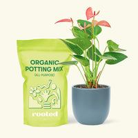 Small Anthurium 'Pink Flamingo' in a indigo round pot and a bag of soil.