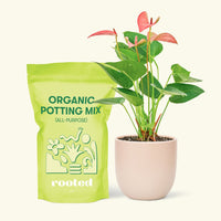 Small Anthurium 'Pink Flamingo' in a pink round pot and a bag of soil.