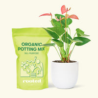 Small Anthurium 'Pink Flamingo' in a white round pot and a bag of soil.