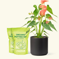 Medium Anthurium 'Pink Flamingo' in a black cylinder pot and 2 bags of soil.