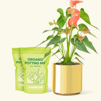 Medium Anthurium 'Pink Flamingo' in a gold cylinder pot and 2 bags of soil.