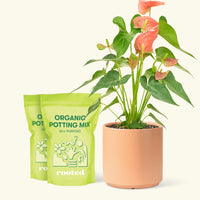 Medium Anthurium 'Pink Flamingo' in a peach cylinder pot and 2 bags of soil.