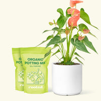 Medium Anthurium 'Pink Flamingo' in a white cylinder pot and 2 bags of soil.