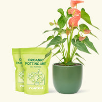 Medium Anthurium 'Pink Flamingo' in a green rounded pot and 2 bags of soil.