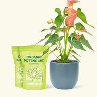 Medium Anthurium 'Pink Flamingo' in a indigo rounded pot and 2 bags of soil.