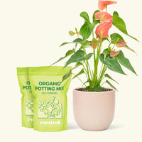 Medium Anthurium 'Pink Flamingo' in a pink rounded pot and 2 bags of soil.