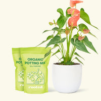 Medium Anthurium 'Pink Flamingo' in a white rounded pot and 2 bags of soil.