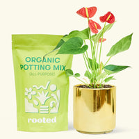 Small anthurium red in a gold cylinder pot and a bag of soil.