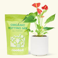 Small anthurium red in a white cylinder pot and a bag of soil.