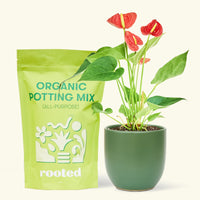 Small anthurium red in a green round pot and a bag of soil.