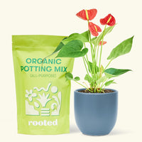 Small anthurium red in a indigo round pot and a bag of soil.