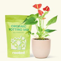 Small anthurium red in a pink round pot and a bag of soil.