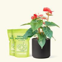 Medium Anthurium 'Red Flamingo' in a black cylinder pot and 2 bags of soil.
