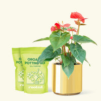 Medium Anthurium 'Red Flamingo' in a gold cylinder pot and 2 bags of soil.