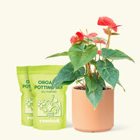 Medium Anthurium 'Red Flamingo' in a peach cylinder pot and 2 bags of soil.