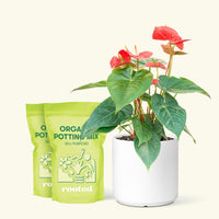 Medium Anthurium 'Red Flamingo' in a white cylinder pot and 2 bags of soil.