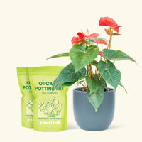 Medium Anthurium 'Red Flamingo' in a indigo rounded pot and 2 bags of soil.