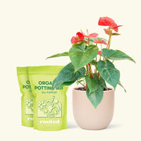 Medium Anthurium 'Red Flamingo' in a pink rounded pot and 2 bags of soil.
