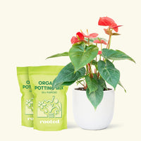 Medium Anthurium 'Red Flamingo' in a white rounded pot and 2 bags of soil.
