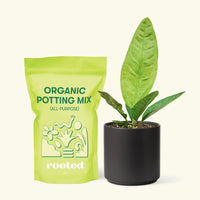 Small Bird's Nest Anthurium in a black cylinder pot and a bag of soil.