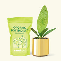 Small Bird's Nest Anthurium in a gold cylinder pot and a bag of soil.