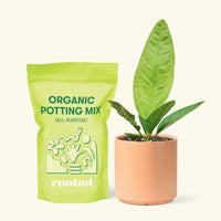 Small Bird's Nest Anthurium in a peach cylinder pot and a bag of soil.