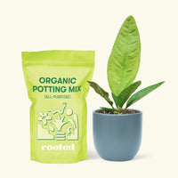 Small Bird's Nest Anthurium in a indigo round pot and a bag of soil.