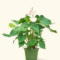 Anthurium 'White Flamingo', Medium