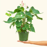 Anthurium 'White Flamingo', Medium