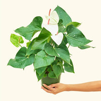Anthurium 'White Flamingo', Medium
