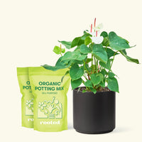 Anthurium 'White Flamingo', Medium