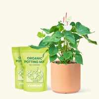 Anthurium 'White Flamingo', Medium