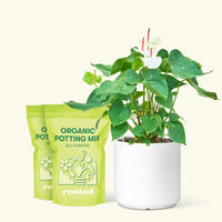 Anthurium 'White Flamingo', Medium