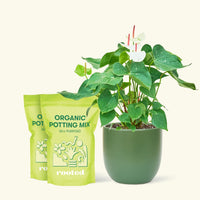 Anthurium 'White Flamingo', Medium